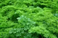 parsley.webp