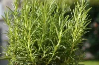 rosemary.webp