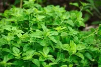 oregano.webp