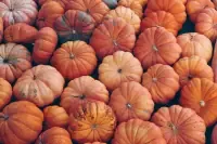 pumpkin.webp