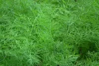 dill.webp